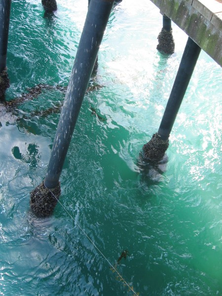 Pier pilings rise from an emerald ocean.