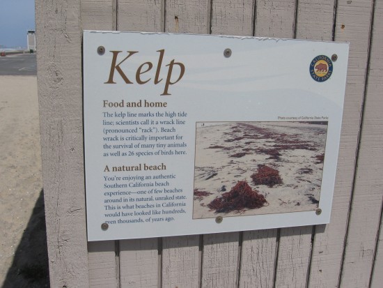 Kelp on natural beaches is the home of tiny wildlife.