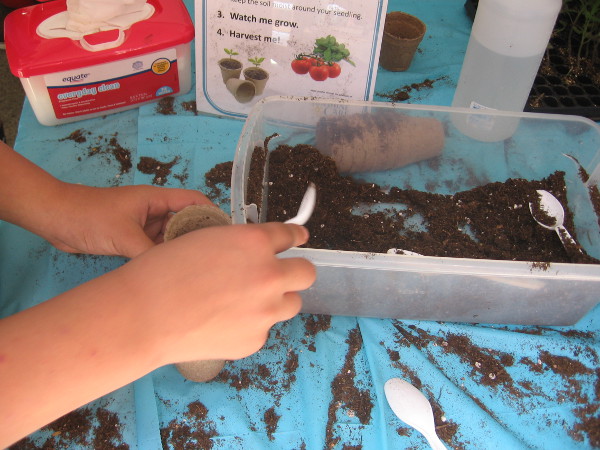 Planting some tomato seeds, to watch the plant grow at home!