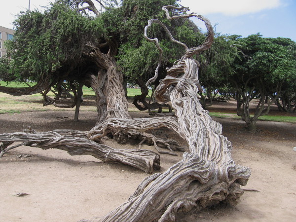 Gnarled old trees dot the picturesque park, which contains many picnic areas and places to recreate on the grass.