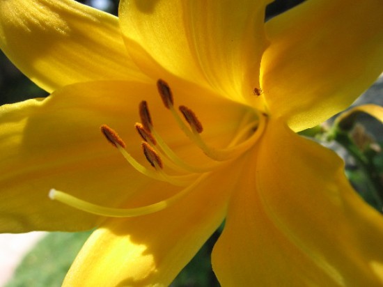 A yellow day-lily which is growing near the Charles C. Dail Memorial Gate.