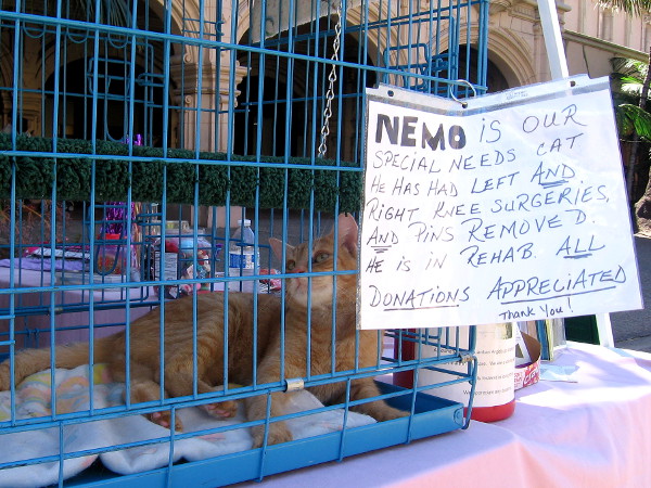 Nemo is our special needs cat. He has had left and right knee surgeries, and pins removed. He is in rehab. All Donations Appreciated! Thank you!