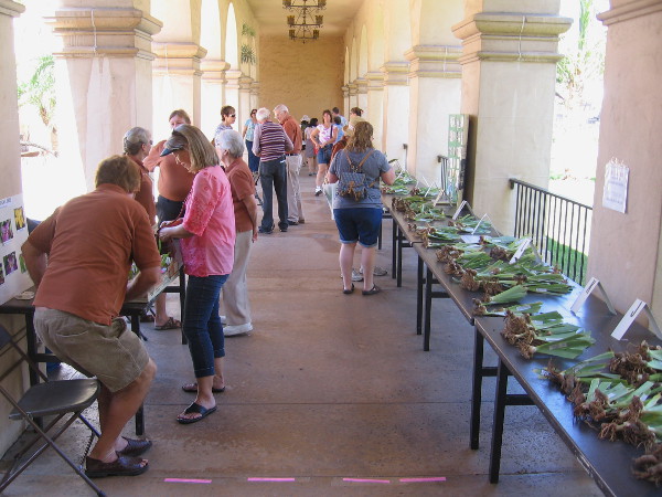 Visitors to Balboa Park were checking out the annual iris sale and dreaming of beautiful garden flowers!