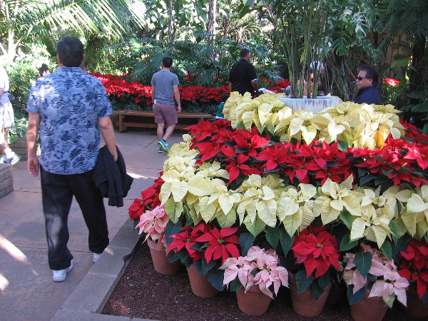 Poinsettias of many colors fill the amazing Botanical Building.