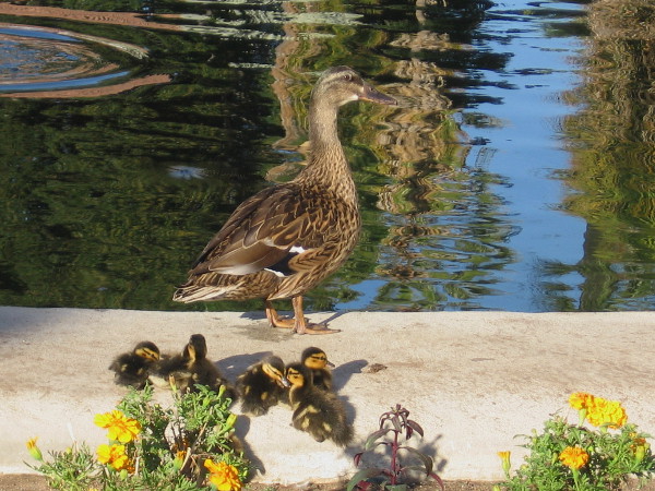 Mother duck and ducklings are a bit wary of all the excited humans crowding about the reflecting pool.