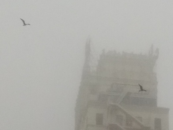 Many seagulls were enjoying the fog, and were circling over the city streets everywhere I walked.