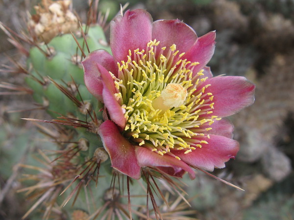 Spectacular flower of a Coastal cholla cactus in San Diego. Seen along a trail near Morley Field Drive that leads down into Balboa Park's Florida Canyon.
