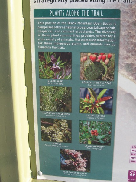 Native plants along the trail include Black Sage, Coastal Prickly Pear, California Sagebrush, Laurel Sumac, Chamise, Lemonadeberry and Flat-top Buckwheat.
