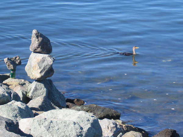 A bird swims past stacked rocks.