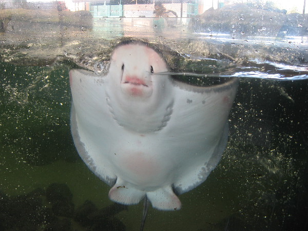Bat ray rises against glass of an outdoor tank at the Living Coast Discovery Center in Chula Vista.