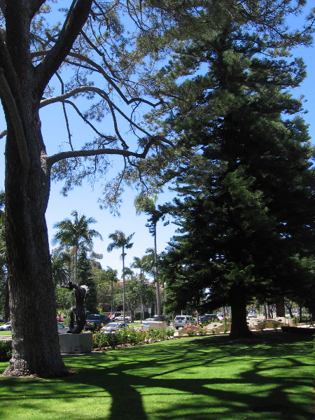 The big Torrey Pine on the left of this photograph is a Coronado Heritage Tree.