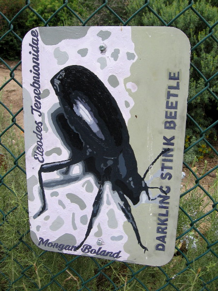 Darkling Stink Beetle. Morgan Boland.