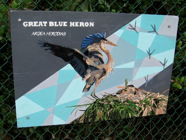 Great Blue Heron.