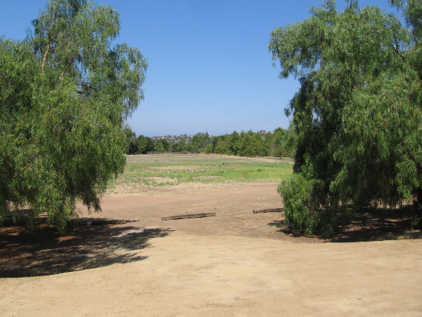 Looking west at a meadow north of Peñasquitos Creek. I posted photos of those sycamores in the distance a few weeks ago.