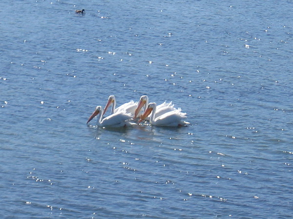 This tight group of pelicans would thrust their heads simultaneously into the water.