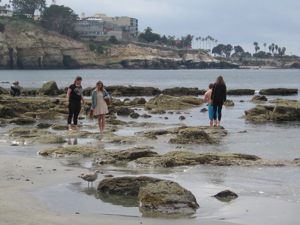 People (and a gull) carefully walk among slippery rocks searching for tiny sea creatures.