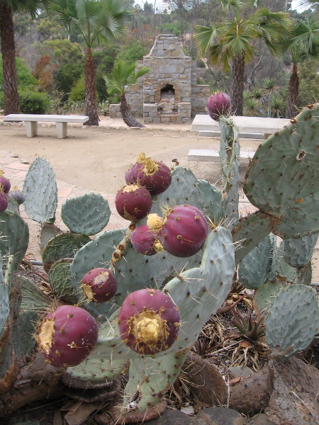 On Labor Day, like most days, the 1935 (Old) Cactus Garden in Balboa Park is a quiet place for solitude.