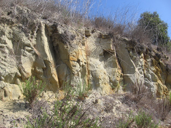 The cliffs along this stretch belong to the Scripps Formation. The sandstone was deposited in a shallow ocean about 45 million years ago.