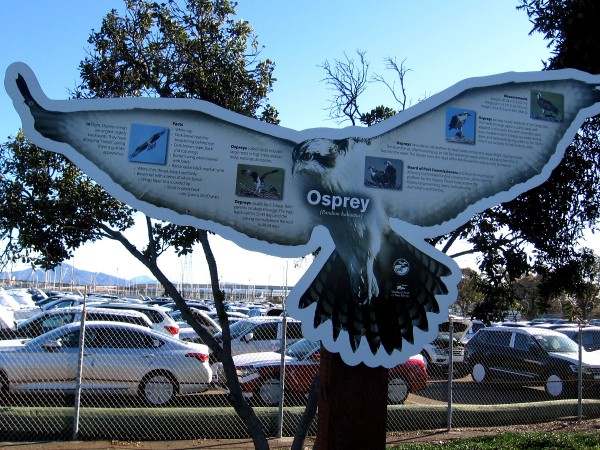 A sign describe ospreys, which can often be seen around San Diego Bay and our coastal estuaries.