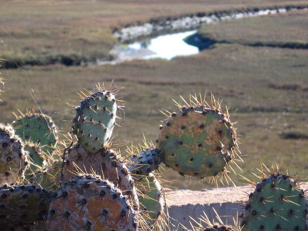 Looking past prickly pear at Paradise Marsh from the Paradise Creek Trail in National City.
