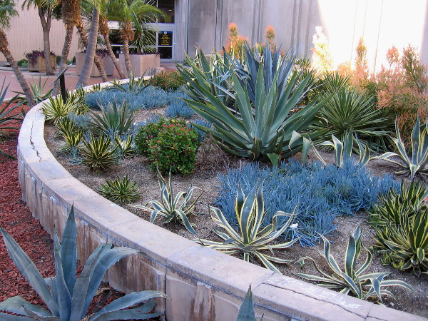 A side door to San Diego's City Administration Building lies beyond a small garden containing cacti and succulents.