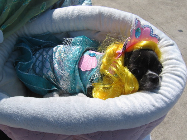 The theme this year for Pet Day on the Bay was mermaids and pirates. Looks like a mermaid to me!