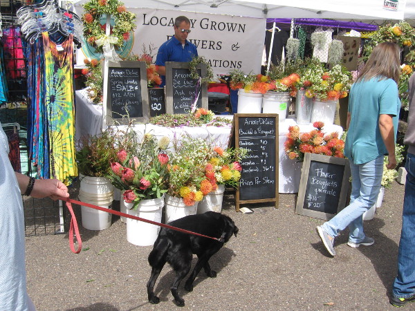 A dog heads over to smell some locally grown flowers.