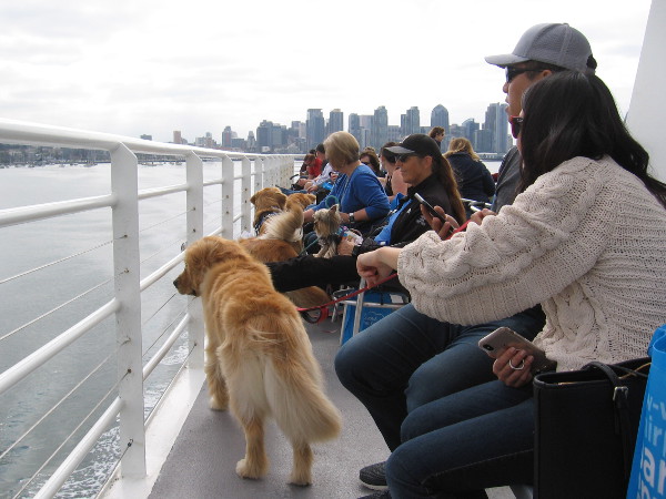 Pet Day on the Bay is a great annual event for those with two or four legs!