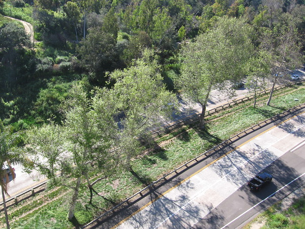 Near the center of Cabrillo Bridge. Trees in sunlight on the median of State Route 163, also known as Cabrillo Freeway.