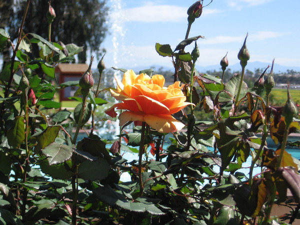 In the rose garden, aiming my camera toward the fountain.