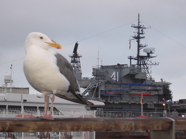 A seagull hopes for a morning morsel while I eat breakfast outdoors on the Embarcadero, not far from the USS Midway.